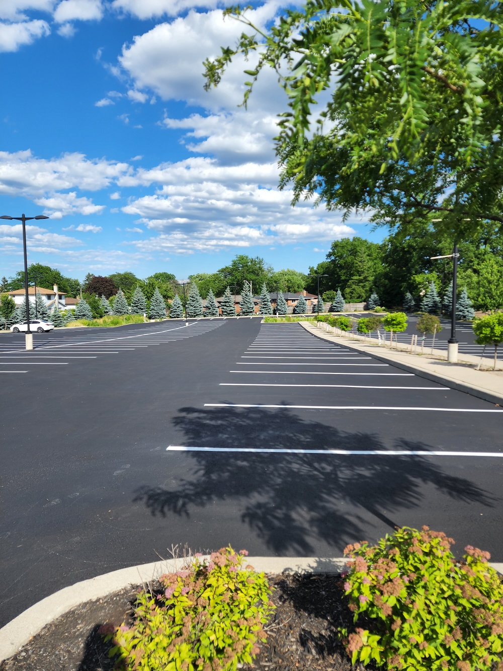 Tree and Shrub Benefits